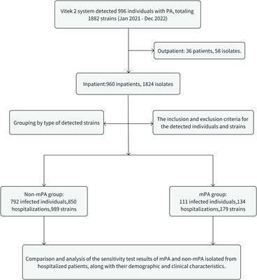 Comparative analysis of antibiotic susceptibility patterns and clinical features of mucoid and non-mucoid Pseudomonas aeruginosa infections: a retrospective study